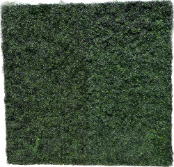Boxwood Hedge Greenery Wall