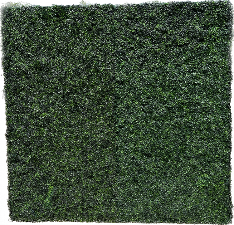Boxwood Hedge Greenery Wall